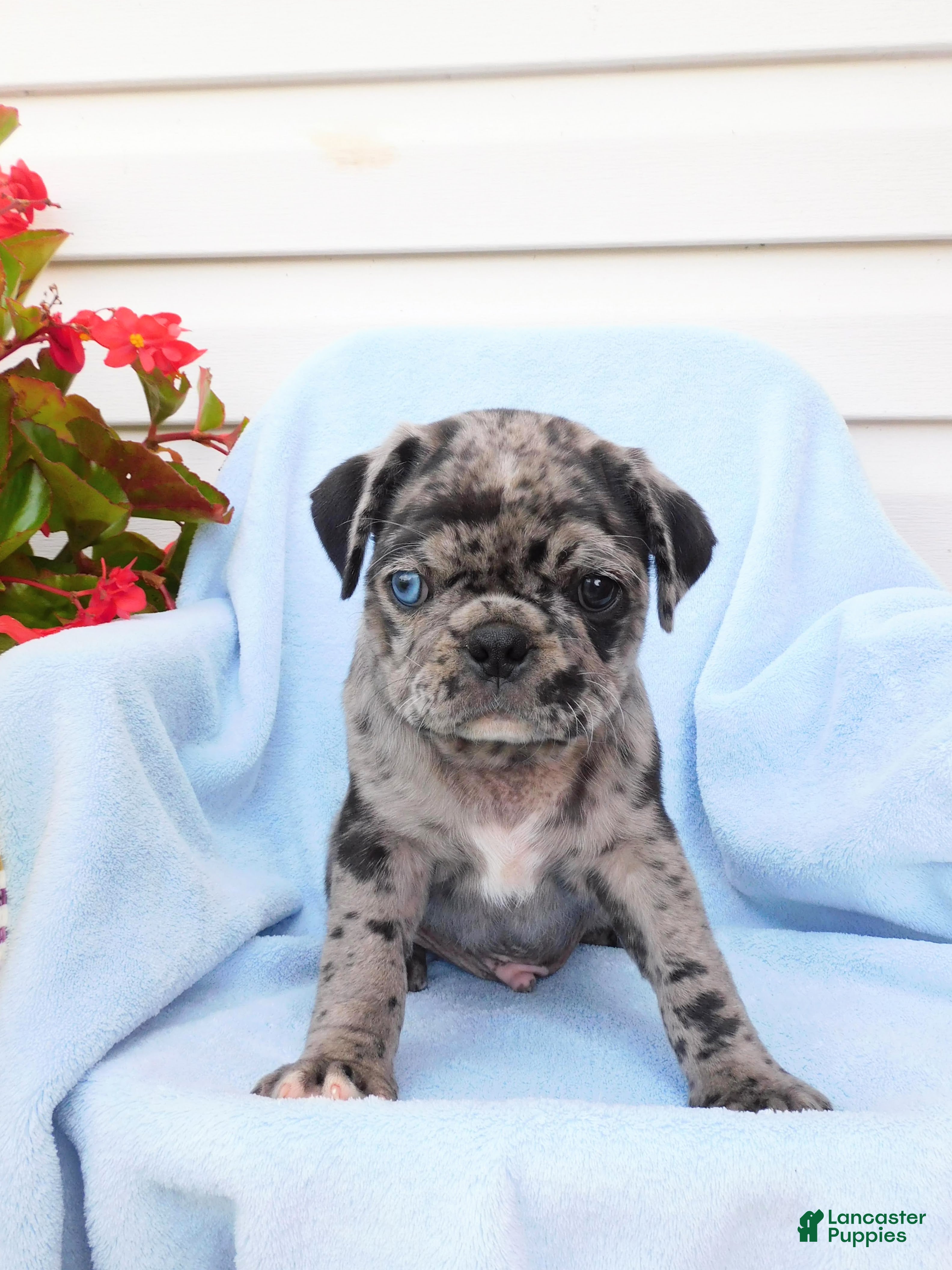Pug dogs Gage - Ad 2