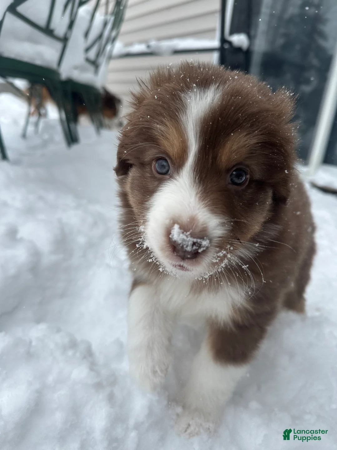 Australian Shepherd dogs for sale: Midnight Cheese  - Ad 1