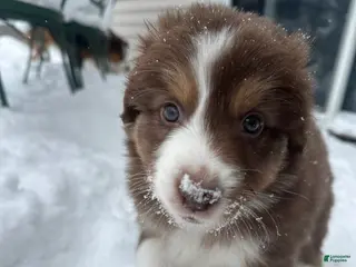 Australian Shepherd dogs Midnight Cheese - Ad 6