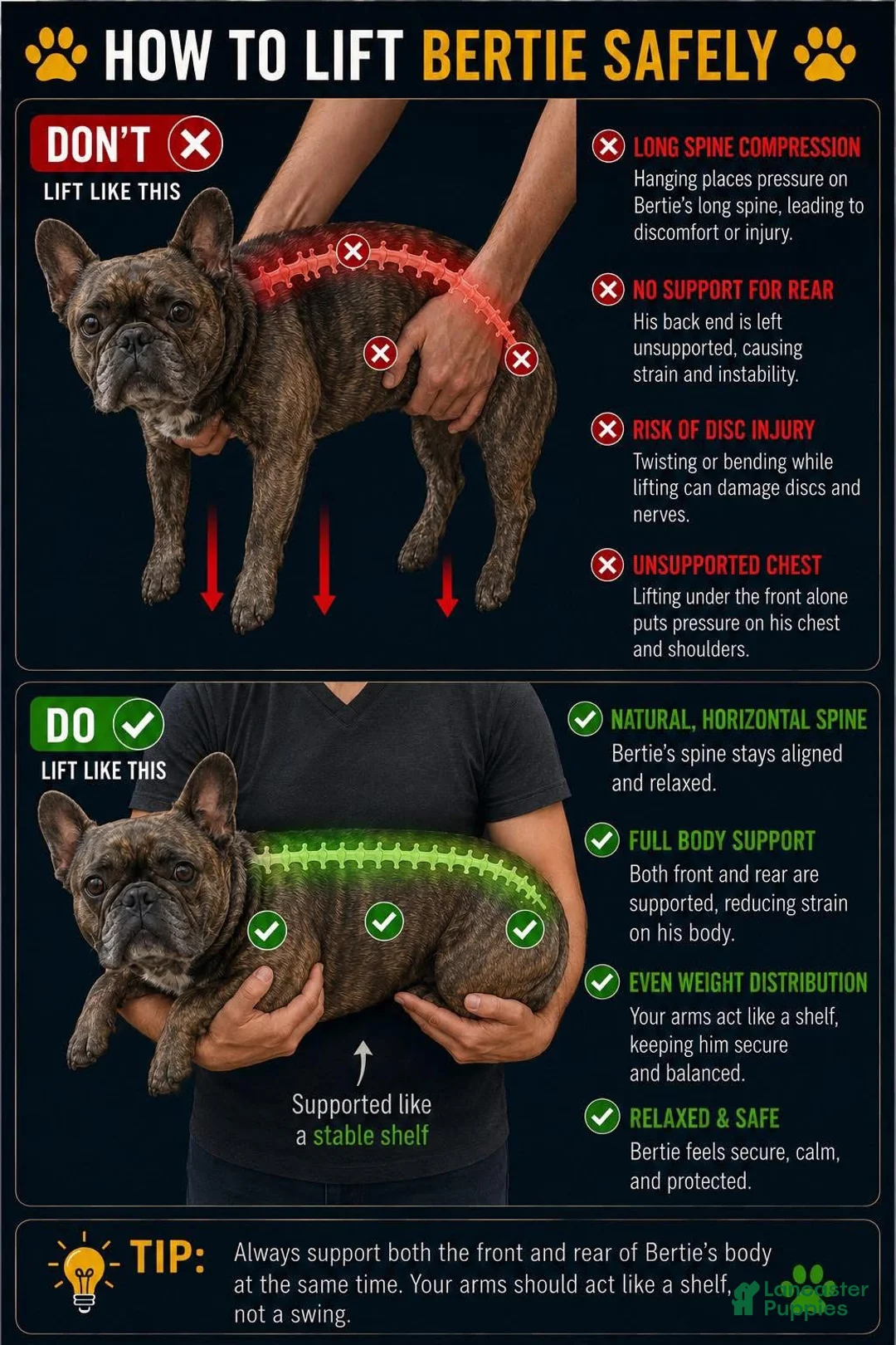 French Bulldog dogs for sale: Puppy 5 - Ad 4