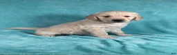 Golden Retriever dogs for sale: Jasper 8243 - Ad 4