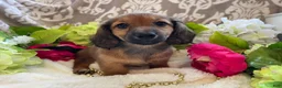 Miniature Dachshund dogs for sale: Tulip - Ad 5