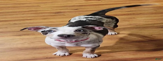 Lydia