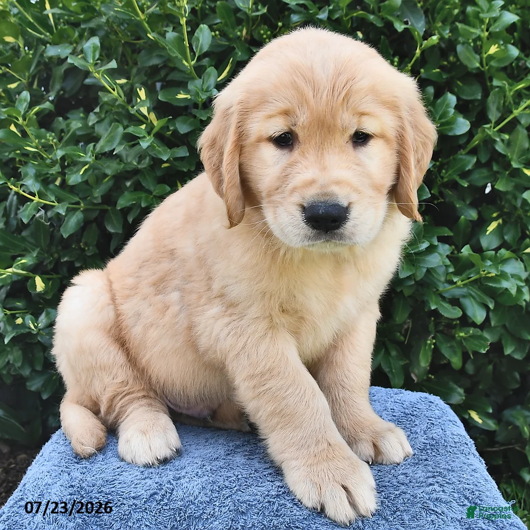 Golden Retriever dogs for sale: Archie - Ad 2