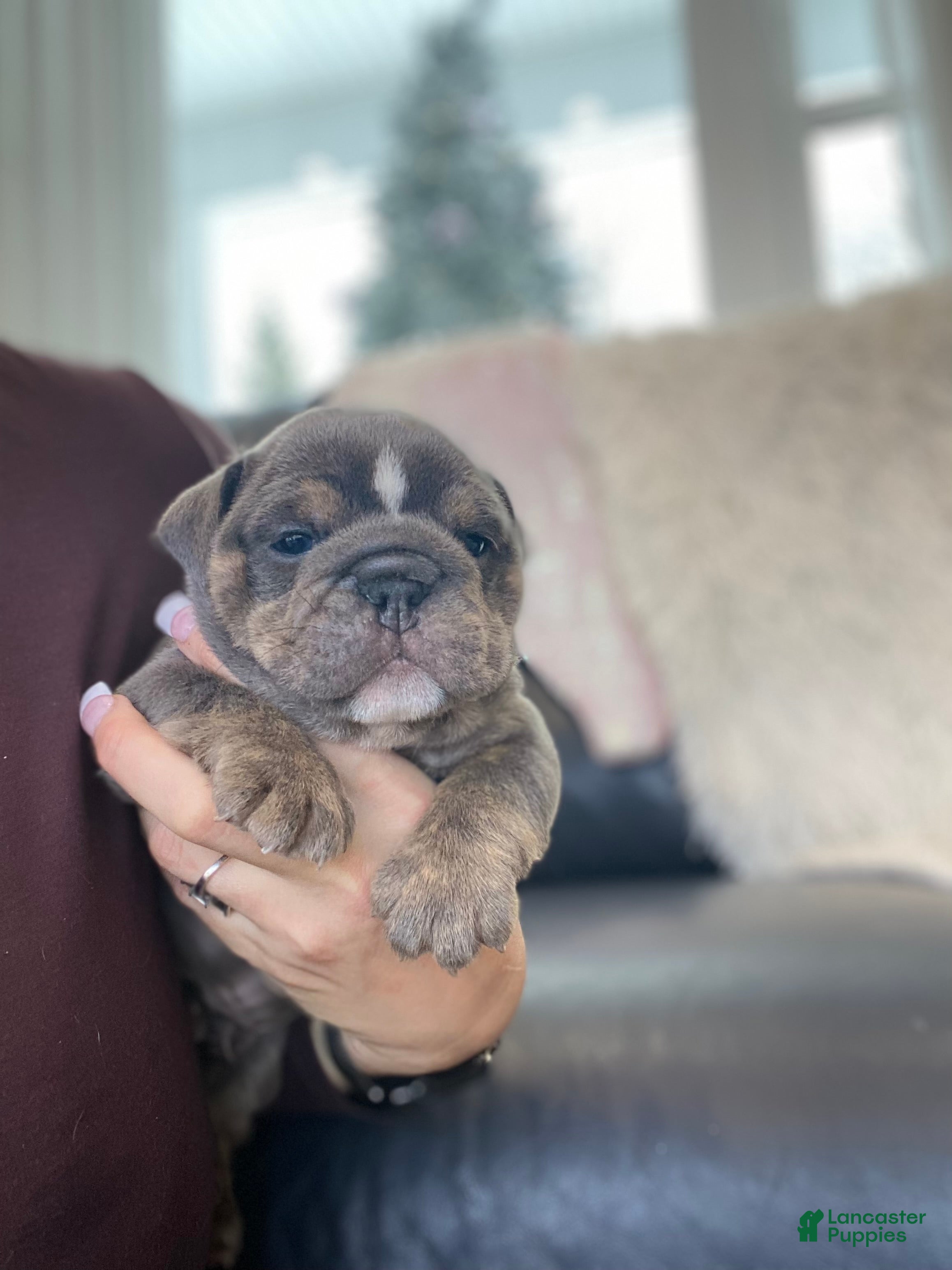 English Bulldog dogs Elliot - Ad 18