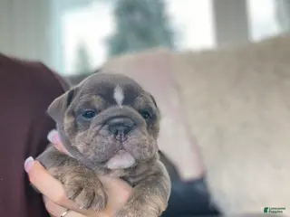 English Bulldog dogs Elliot - Ad 18