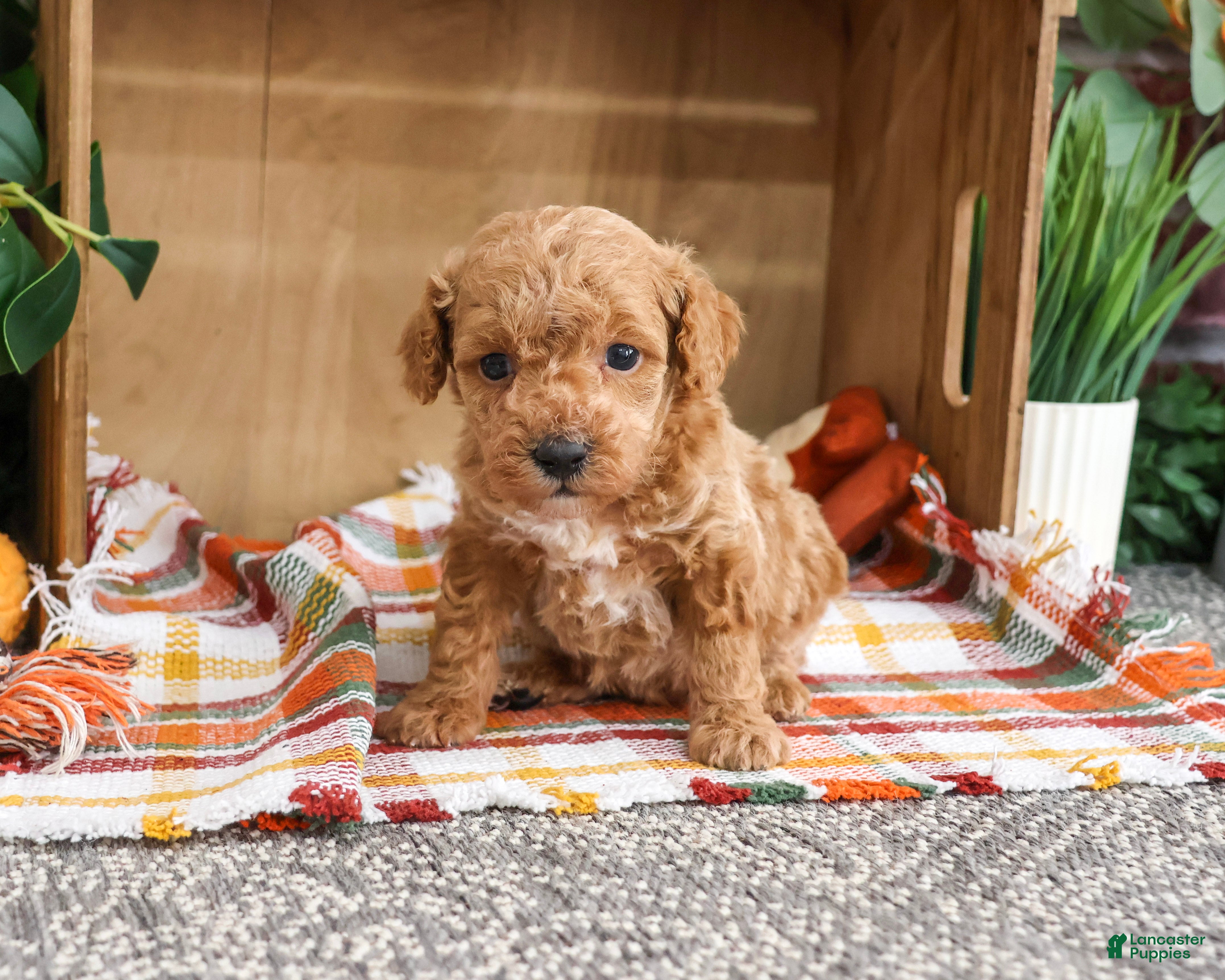 Miniature Poodle dogs Atlas - Ad 3