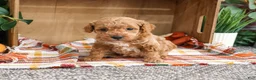 Miniature Poodle dogs for sale: Atlas - Ad 1