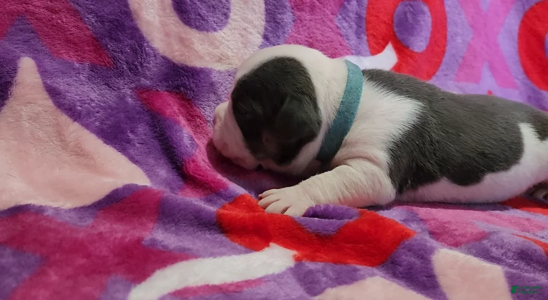 American Bully dogs for sale: Winter - Ad 3