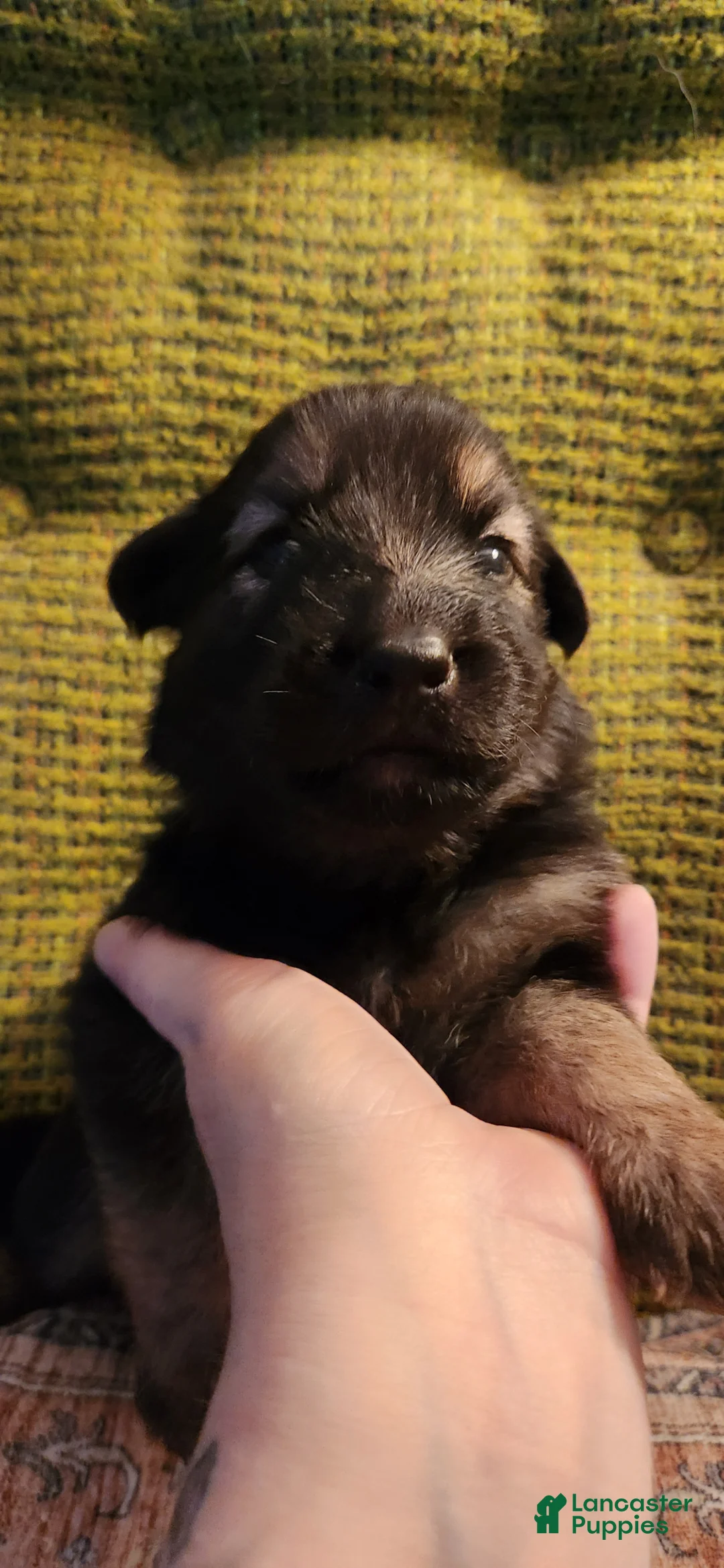 German Shepherd dogs for sale: German Shepherd Puppy 1- Yellow Collar - Ad 2