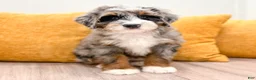 Mini Bernedoodle dogs for sale: Candy - Ad 3