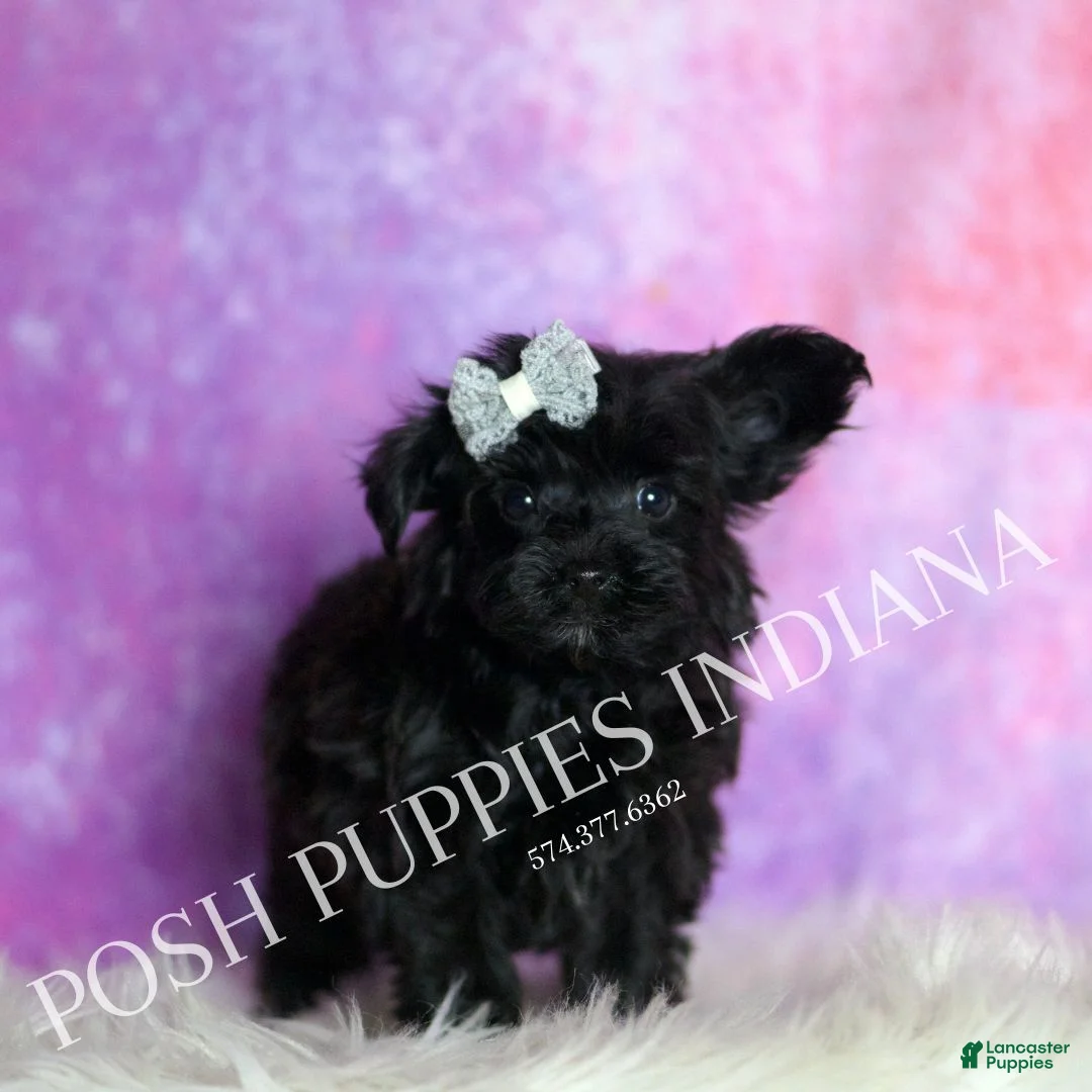 Yorkiepoo dogs for sale: Arlo - Ad 2