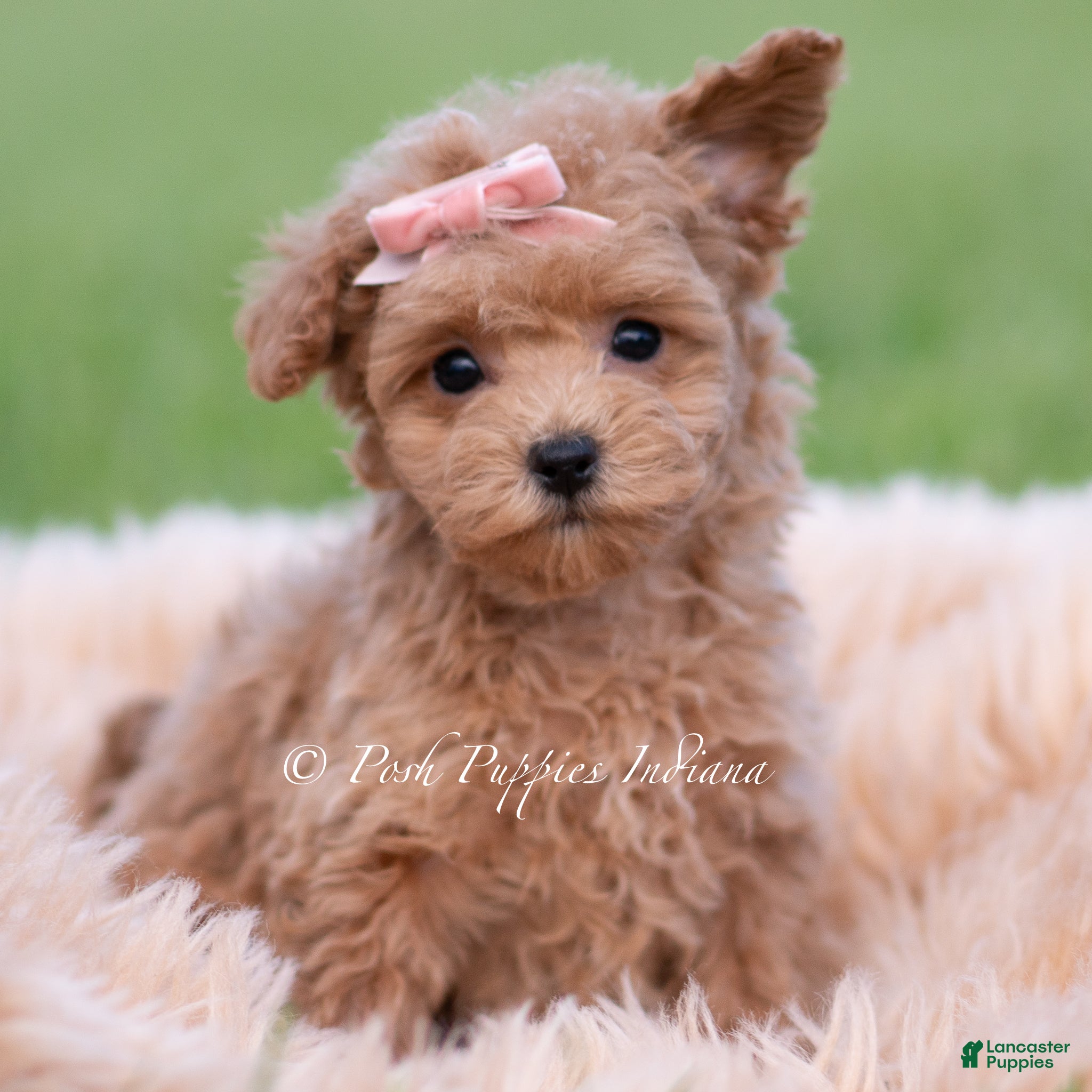 Maltipoo dogs for sale: Journey - Ad 9