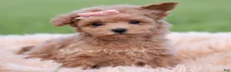 Maltipoo dogs for sale: Journey - Ad 5