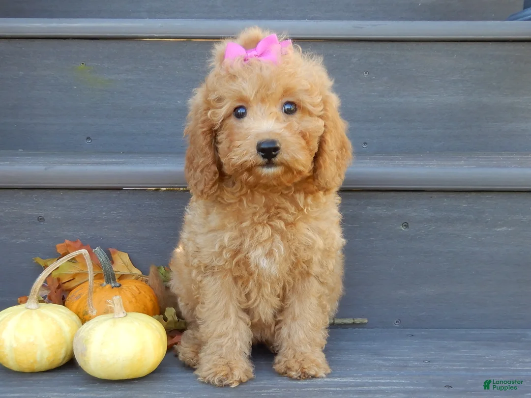 Mini Goldendoodle dogs for sale: Sheila - Ad 1