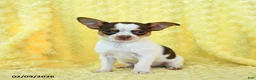 Chihuahua dogs for sale: Hershey - Ad 4