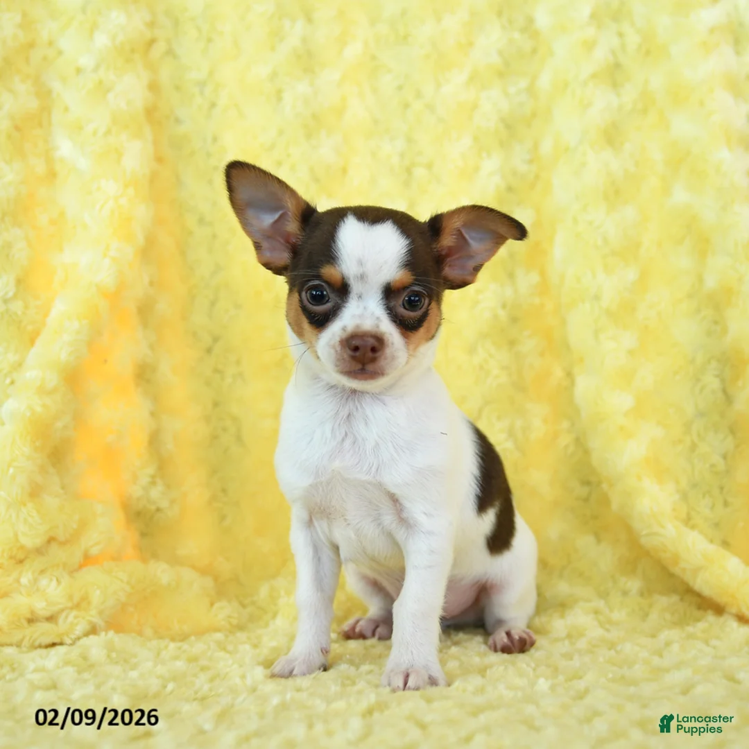 Chihuahua dogs for sale: Hershey - Ad 4