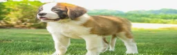 Saint Bernard dogs for sale: William Saint Bernard  - Ad 6