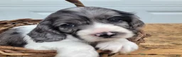 Mixed Breed dogs for sale: Spotty - Ad 1