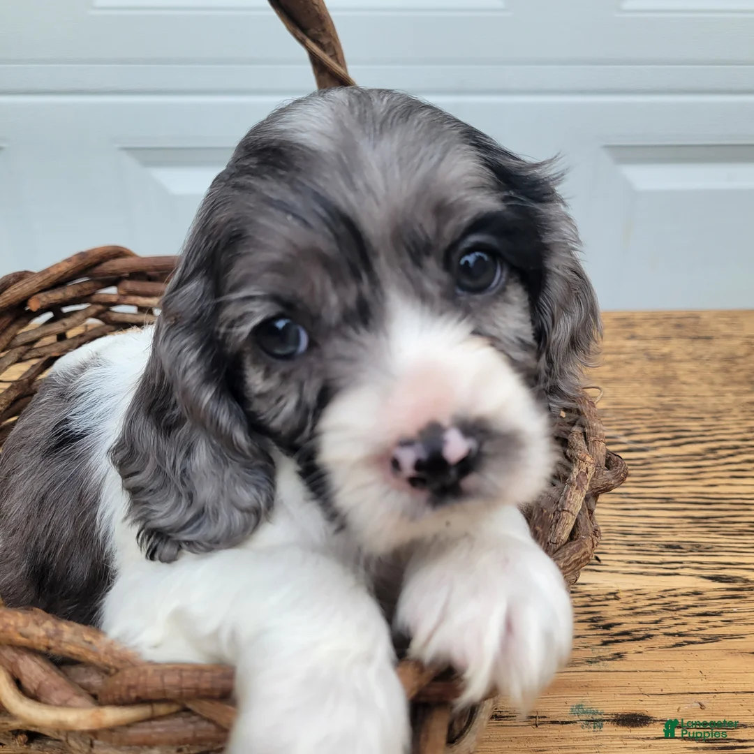 Mixed Breed dogs for sale: Spotty - Ad 1