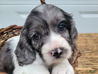 Mixed Breed dogs Spotty - Ad 14