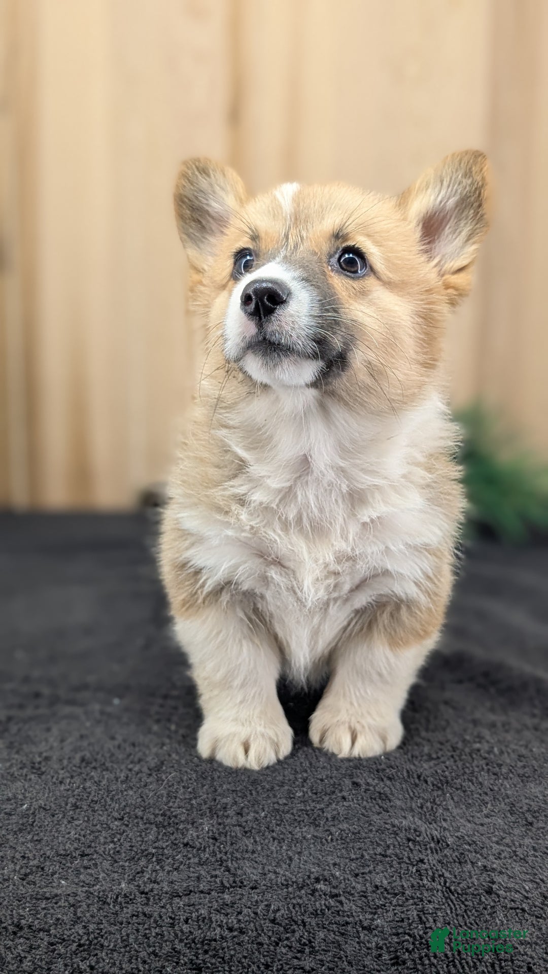 Welsh Corgi Pembroke dogs for sale: Sky - Ad 3