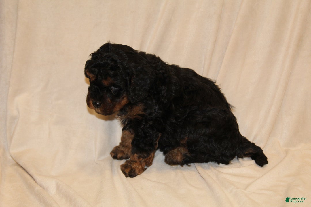 Cavapoo dogs for sale: Midnight - Ad 2