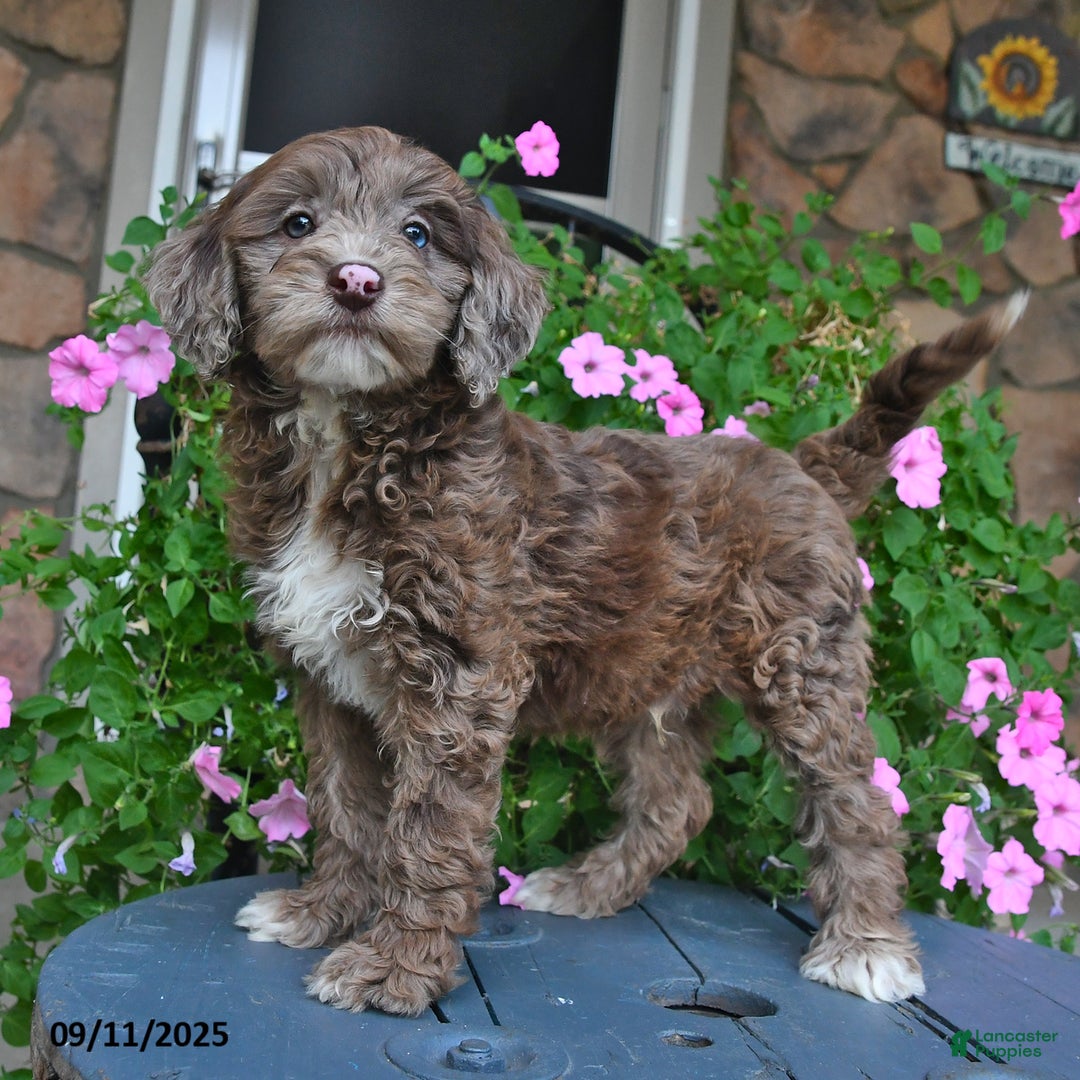 Mixed Breed dogs for sale: Paddington - Ad 1