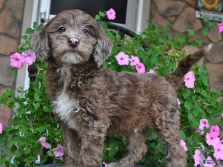 Mixed Breed dogs Paddington - Ad 16