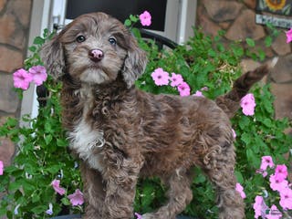 Mixed Breed dogs Paddington - Ad 25