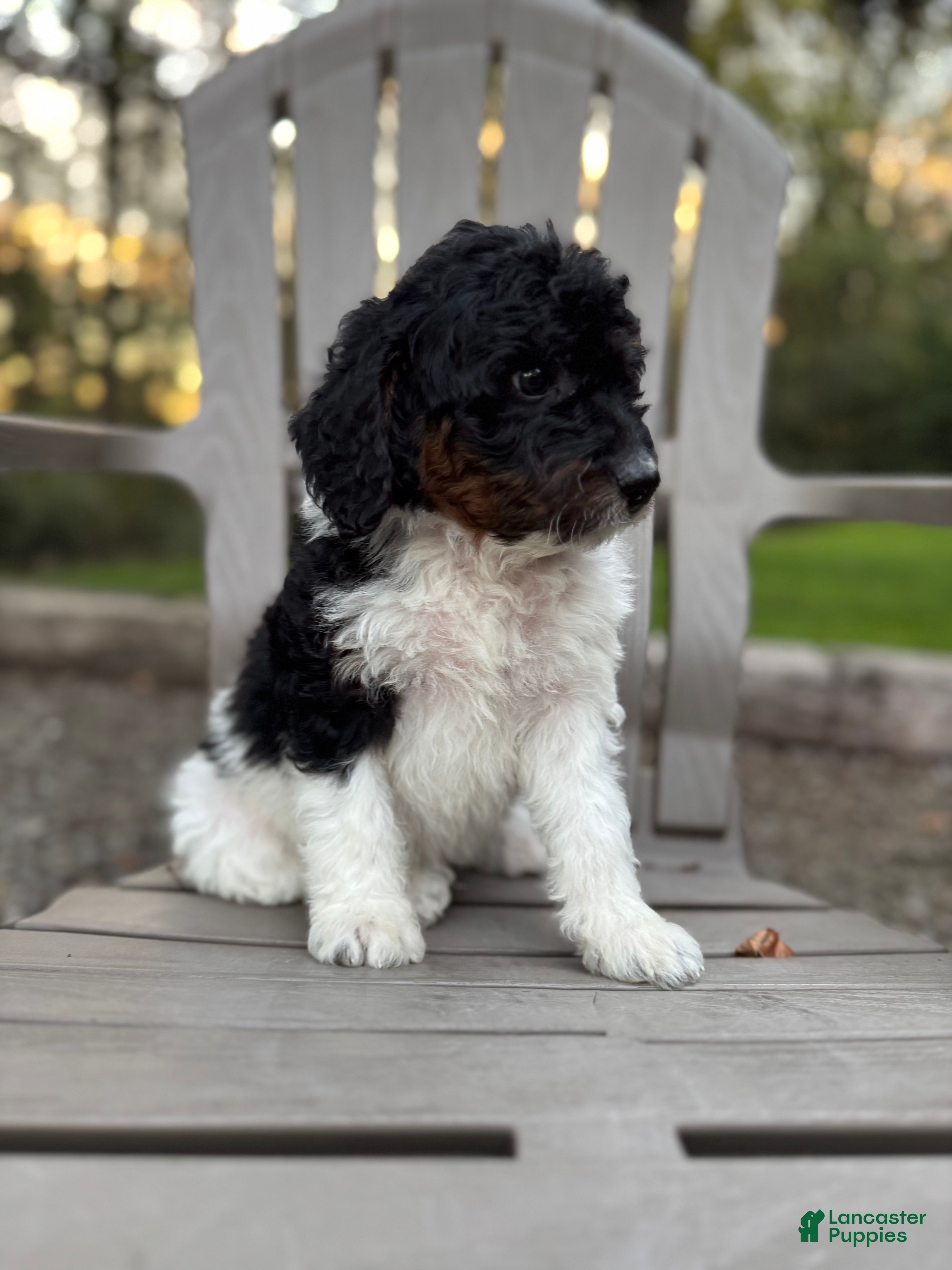 Brindle Parti Bernedoodle And White Standard Poodles Brindle