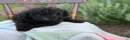 Toy Poodle dogs for sale: Captain - Ad 6