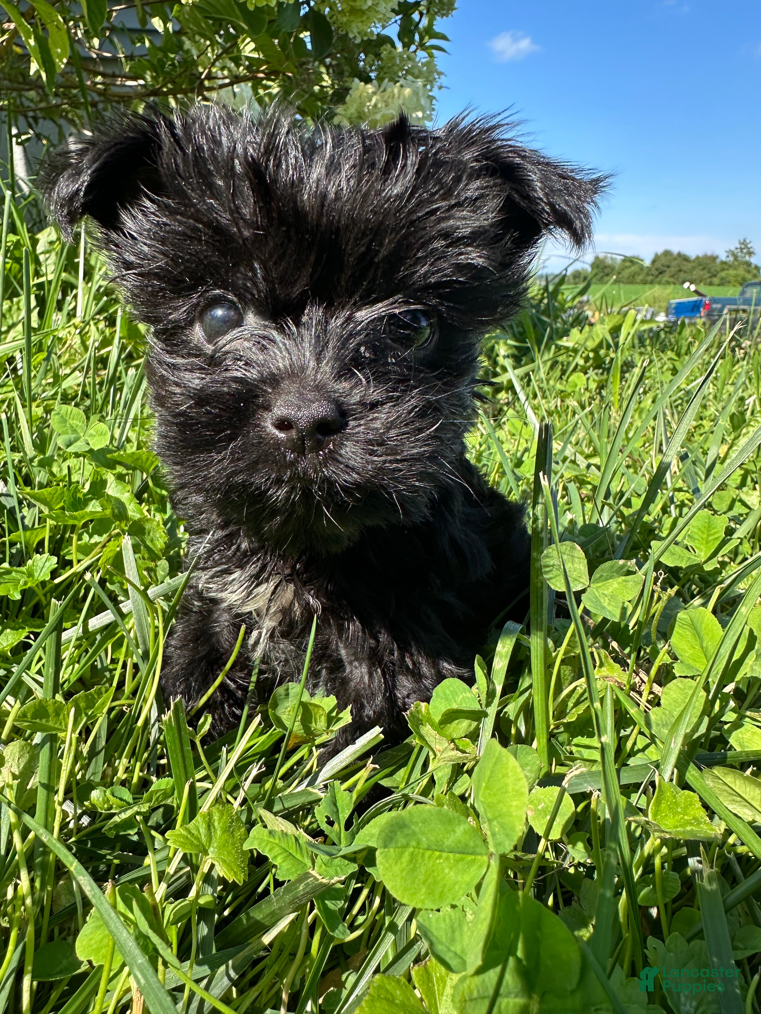 Yorkiepoo dogs for sale:  Girl - Ad 1