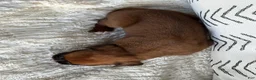 Boxer dogs for sale: Opi - Ad 6