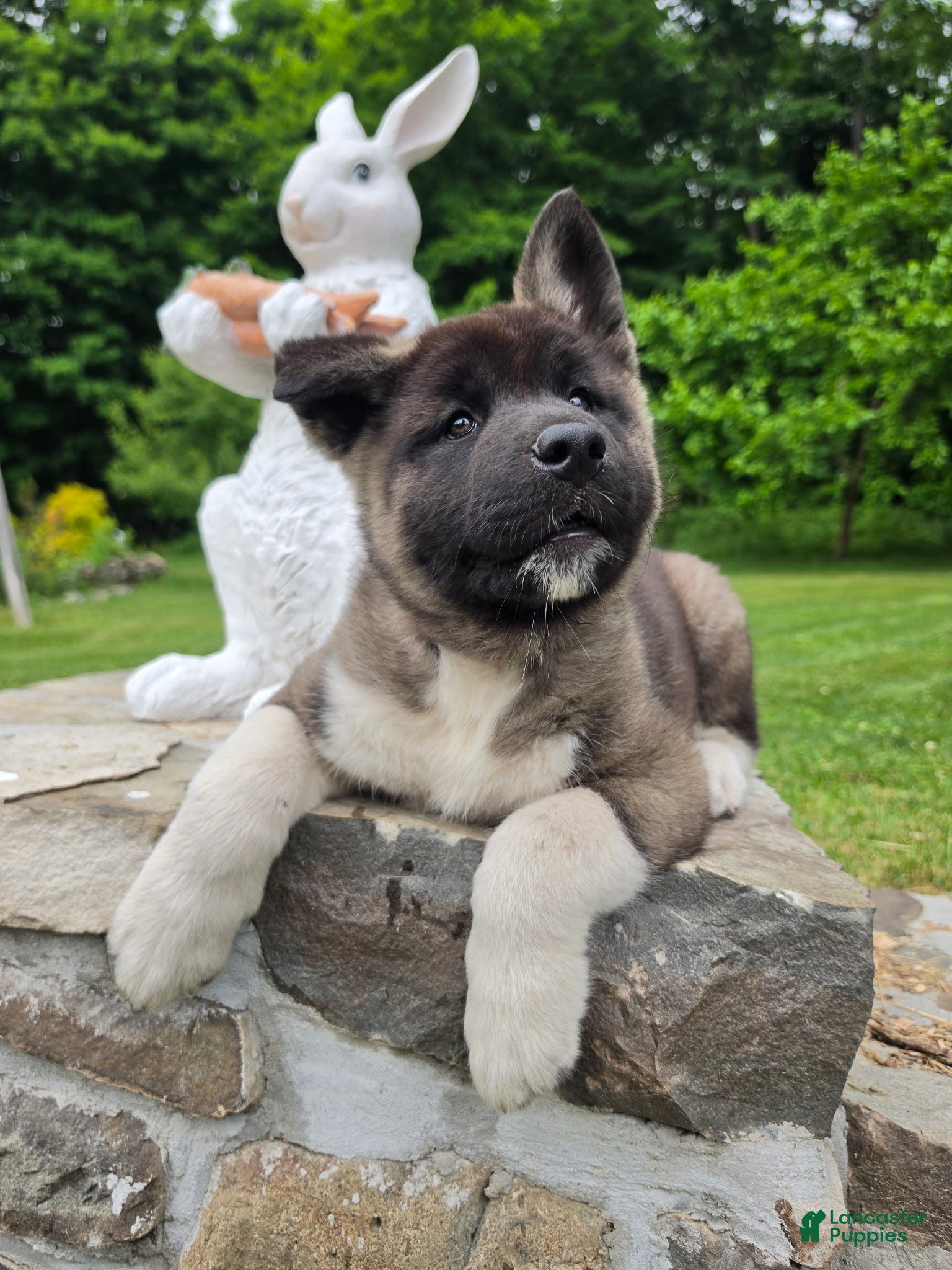 Akita dogs Akita  - Ad 2