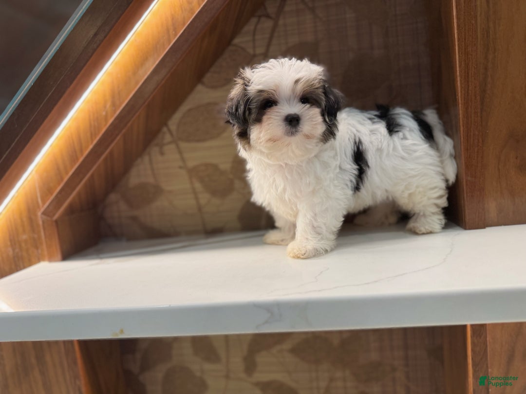Morkie dogs for sale: Ruby - Ad 3