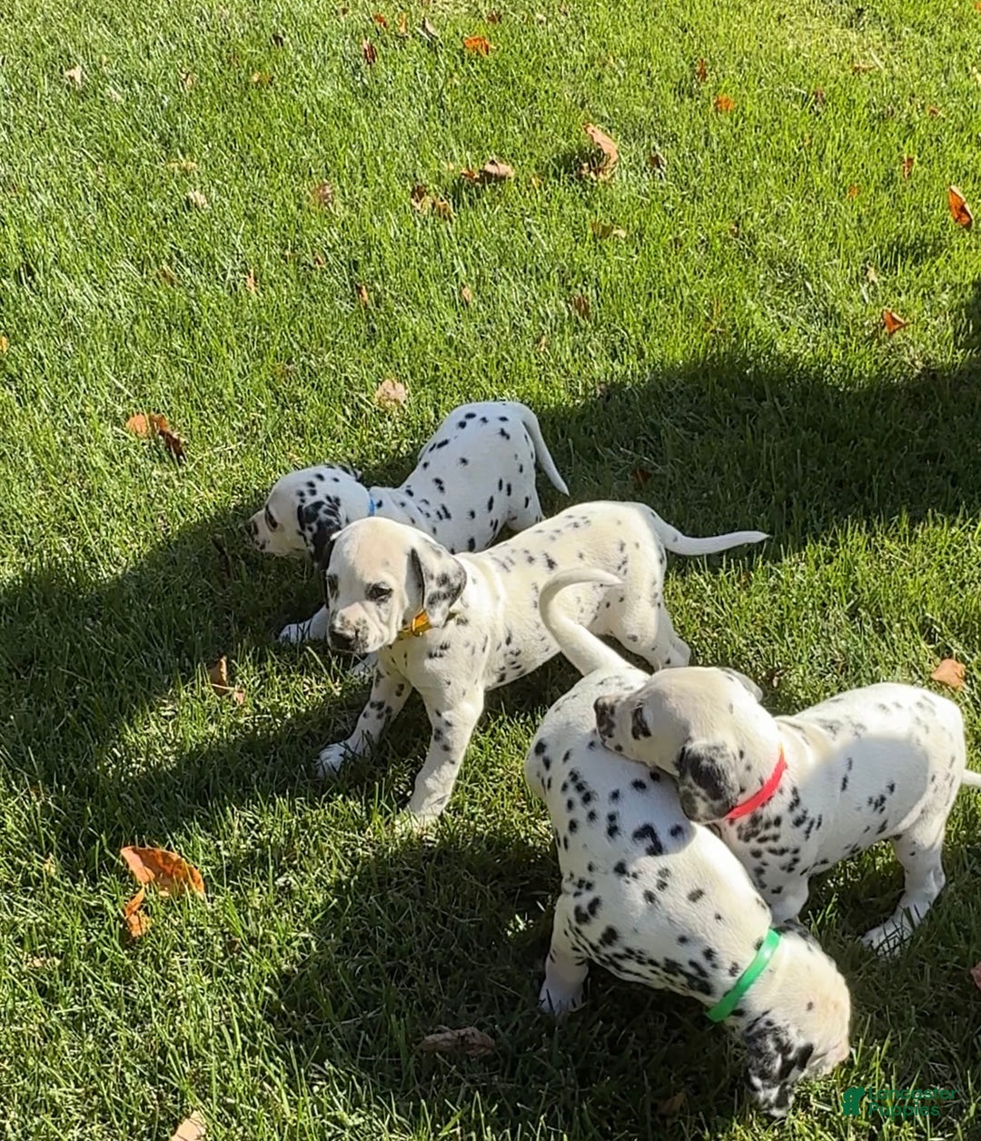 Dalmatian dogs for sale: Monroe - Ad 12