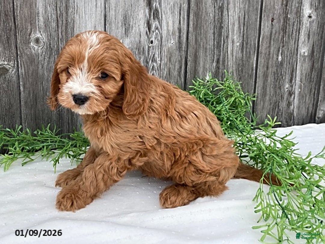 Cavapoo dogs for sale: Finley - Ad 6