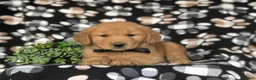Golden Retriever dogs for sale: Roark - Ad 5