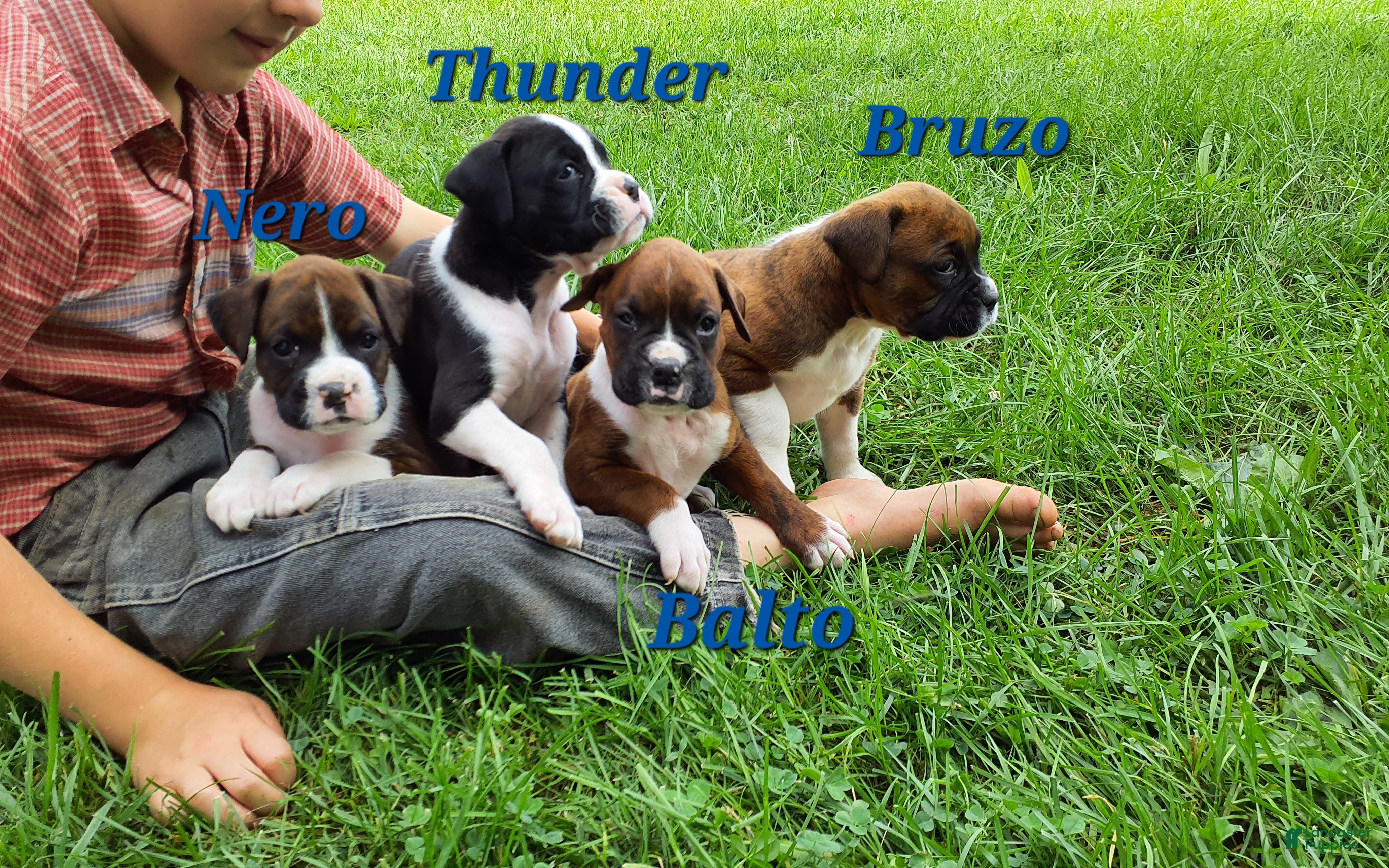 Boxer dogs Balto AKC - Ad 2