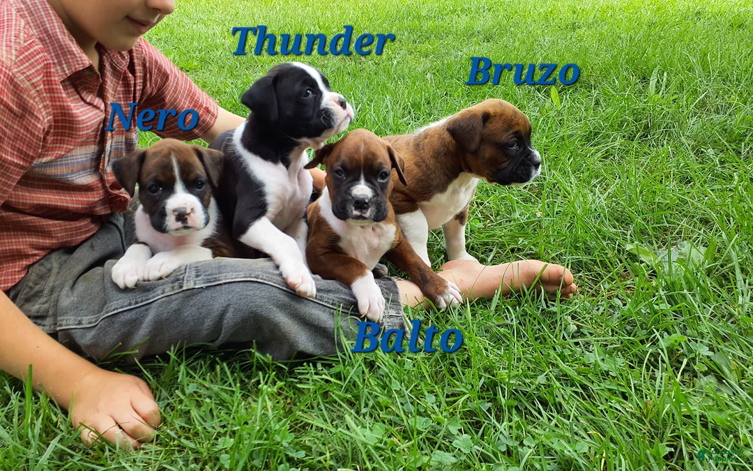 Boxer dogs for sale: Balto AKC - Ad 2
