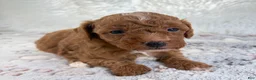 Toy Poodle dogs for sale: Xander - Ad 12