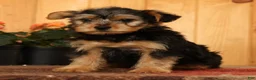 Yorkiepoo dogs for sale: Max - Ad 5