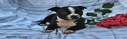 Boston Terrier dogs for sale: Alma Black and White - Ad 3
