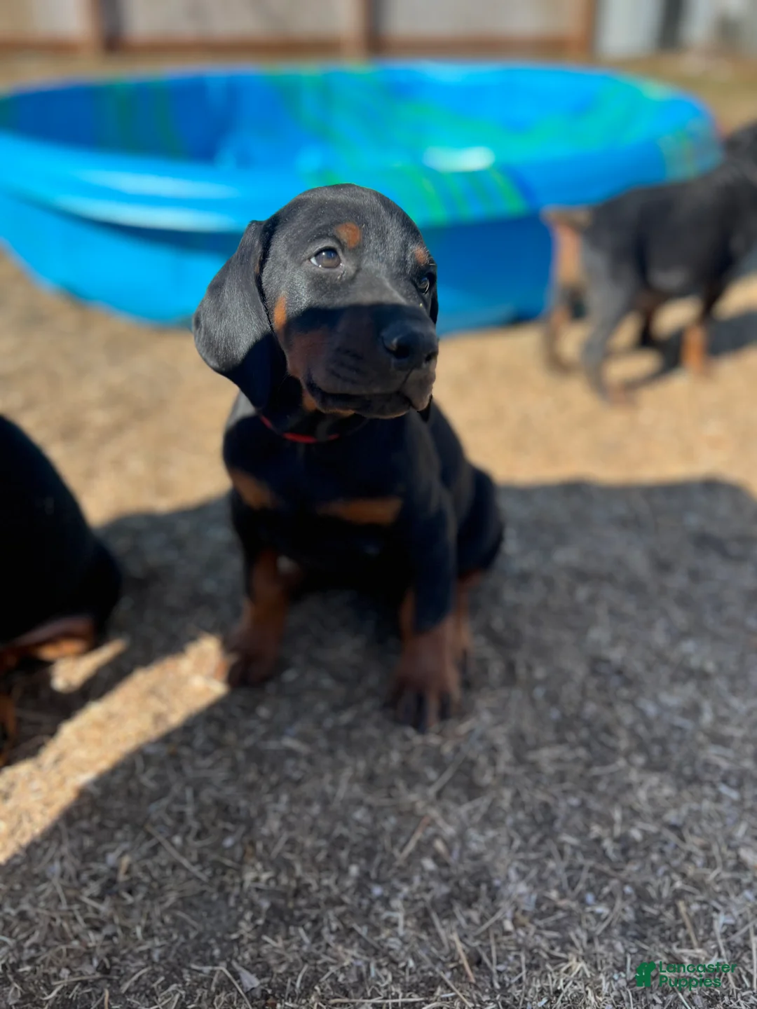 Doberman Pinscher dogs for sale: European Doberman Pinscher Red collar female - Ad 2