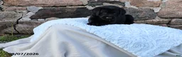 Goldador dogs for sale: Bronco - Ad 3