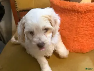 Lhasapoo dogs for sale: Luna - Ad 4