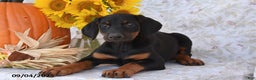 Doberman Pinscher dogs for sale: Kasey - Ad 3