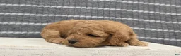 Miniature Poodle dogs for sale: Buttercup - Ad 7