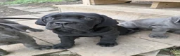 Cane Corso dogs for sale: Girl 1 - Ad 4